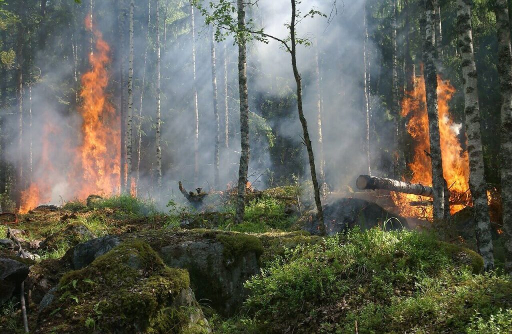 Forest Fires| the long-term effects of charcoal production on forest fires