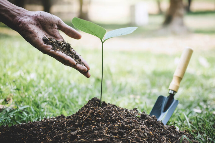 planting-a-tree-2021-10-19-08-59-37-utc.jpg